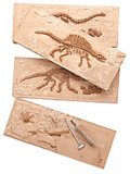 dinosaur fossil replicas